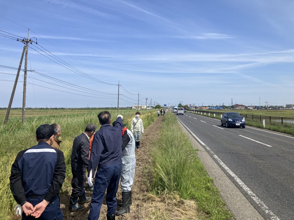 国道403号線に向日葵の種まき