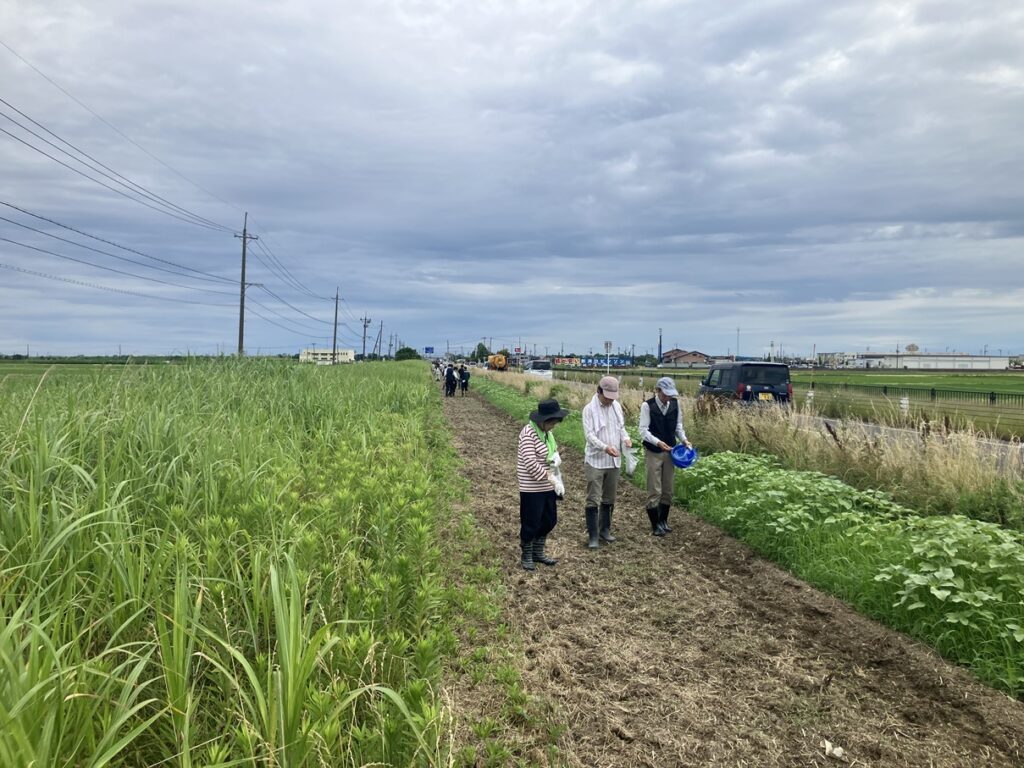 コスモスの種まき