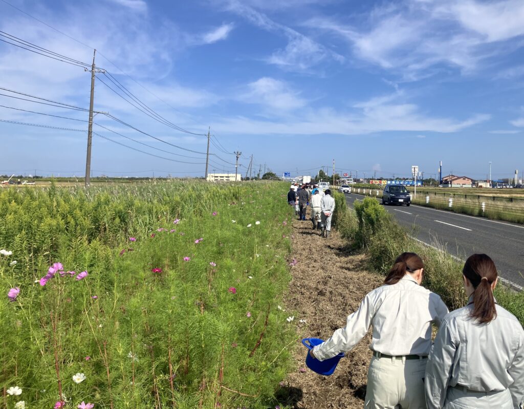 菜の花の種まき作業