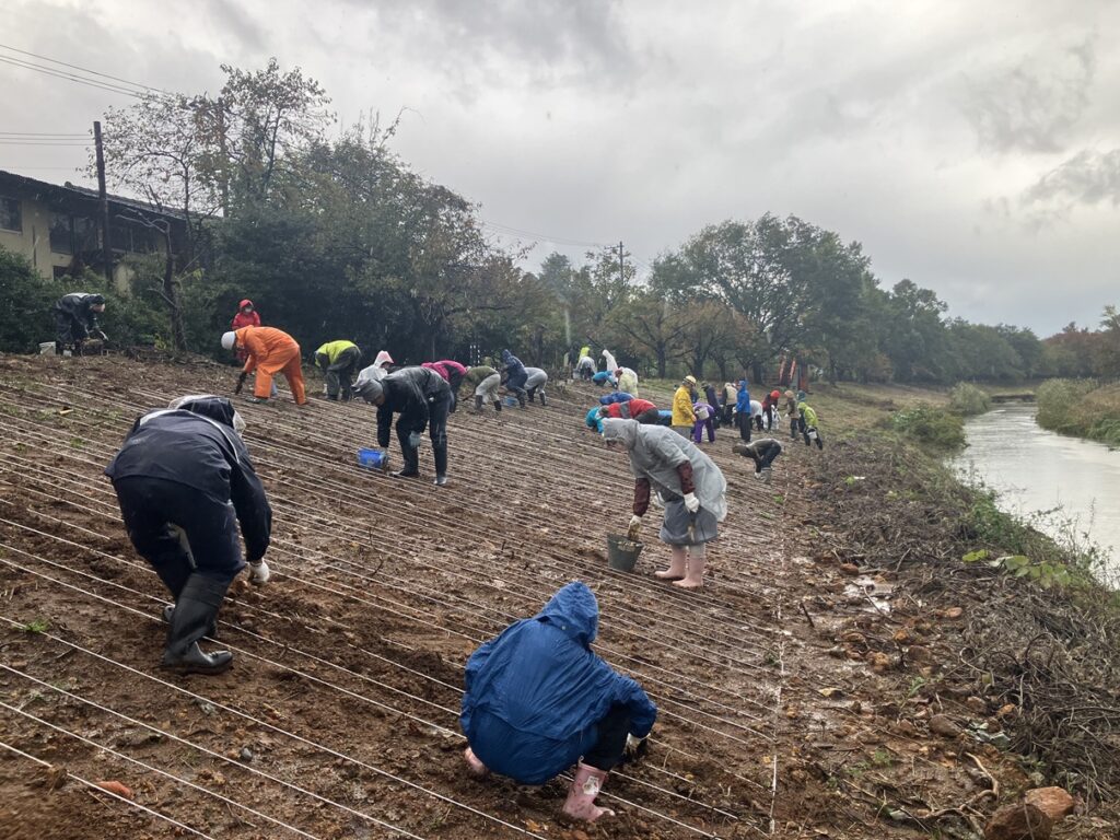 球根を植えていく作業
